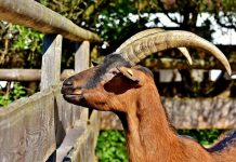 Mana yang Lebih Afdol, Qurban Sendiri atau Urunan?