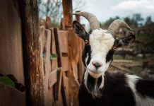 Kurban Dulu atau Sedekah Dulu Ya?