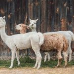 Kurban kambing betina boleh