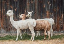 Kurban kambing betina boleh